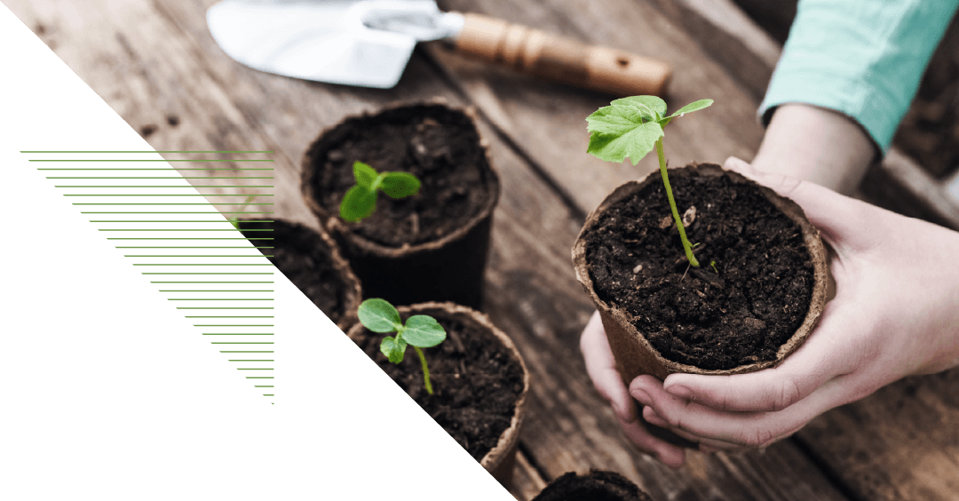 hands hold a plant seeding in a brown plant pot
